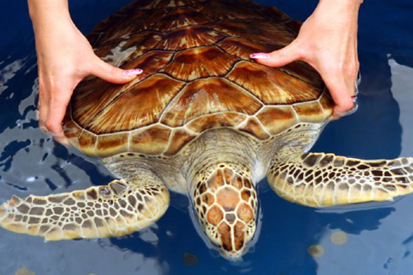 Rekawa Turtle Sanctuary Sri Lanka